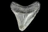 Juvenile Megalodon Tooth - Georgia #101379-1